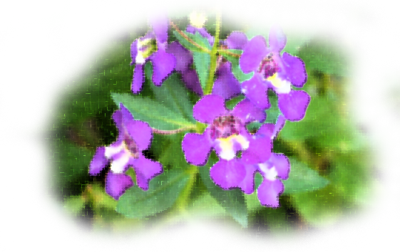 法人概要 株式会社グレイスコーポレーション グレイスケア すみれ